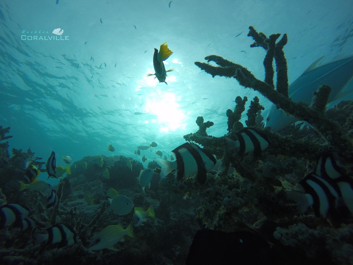 Rasdhoo Coralville Exterior foto